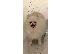 PoulaTo: Pomeranian Pup